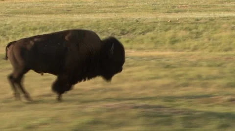 Bison Bull Adult Running Wind Cave National Park Summer Stock Footage