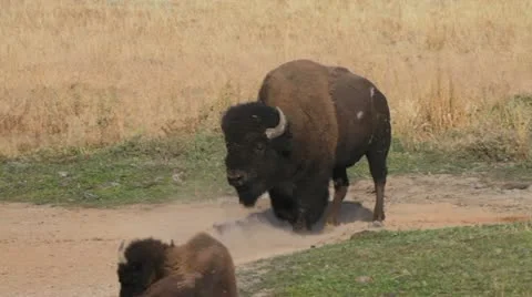 Bison Bull Stock Footage 12033905