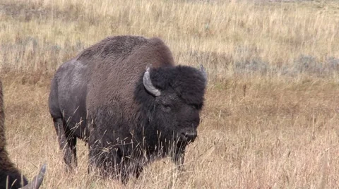 Bison Bull Vidéo 55768809