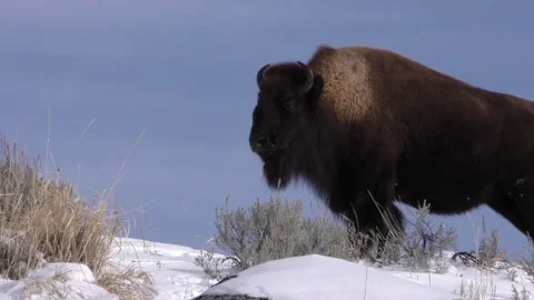 Bison Bull Stock Footage 175316961