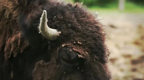 Bison bull head Stock Footage 11072253