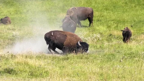Bison bull rolling in dirt during the rut at yellowstone Stock-Footage 79869726