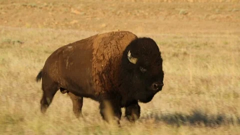 Bison Bull running full speed Stock Footage