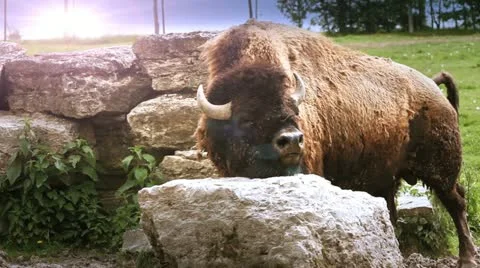 Bison Bull side Stock Footage 11076823