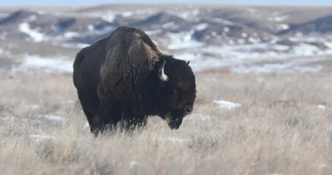 Bison Bull In Snow Stock Footage 232549804