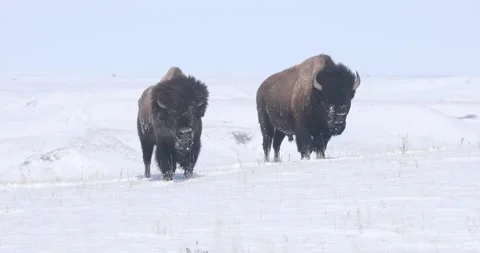 Bison Bulls In Snow Stock Footage 232549385