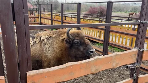 A bison in a cage at a zoo, kept in captivity Video stock 329091858