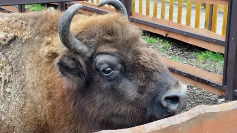 A bison in a cage at a zoo, kept in captivity Stock Footage 329091865