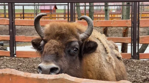 A bison in a cage at a zoo, kept in captivity Stock Footage 329091877