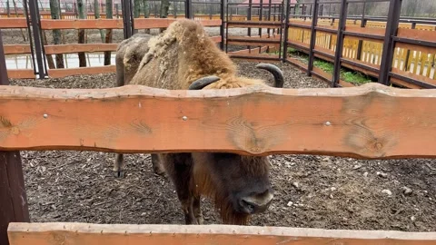 A bison in a cage at a zoo, kept in captivity Stock Footage 329091887