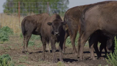 Bison Calf Among Herd in Pasture Looks at Camera Video stock 332433685