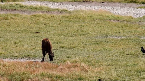 Bison calf and bird Stock Footage 32424942