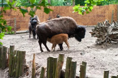 Bison calf drinking milk Stock Photos