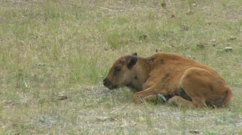 Bison Calf Vídeo Stock 11850864