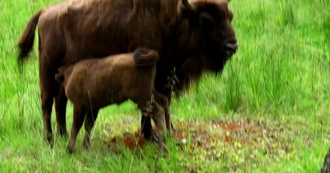 Bison with calf Stock Footage 77781300