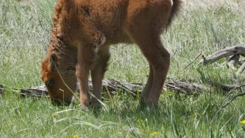 Bison Calf Stock Footage 175323851