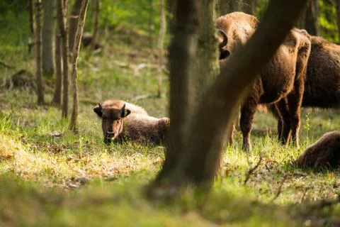 Bison calf lying in grass Stock Photos