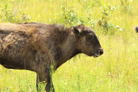 Bison calf Foto stock