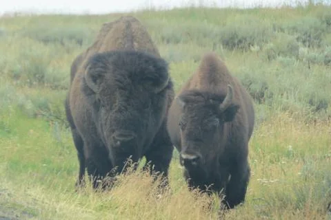 Bison with calf Stock Photos
