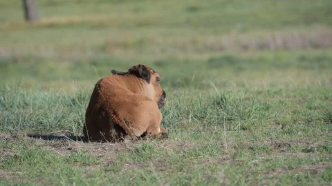 A Bison Calf on the Prairie Stock Footage 120137850