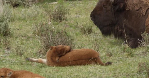 Bison calf rolls around next to mother in grass Stock Footage 62766336