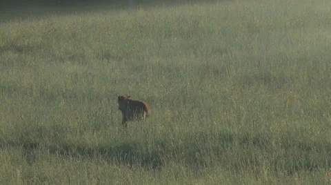 Bison calf running 10 動画素材 26035288