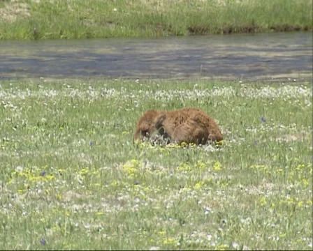 Bison calf sleeping in spring meadow in Yellowstone National Park. Stock Footage 35440276