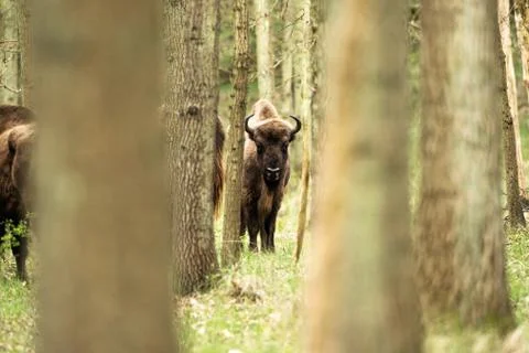 Bison calf in standing between trees in forest Stock Photos