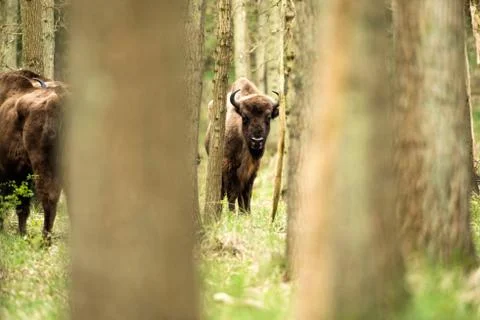 Bison calf in standing between trees in forest Stock Photos