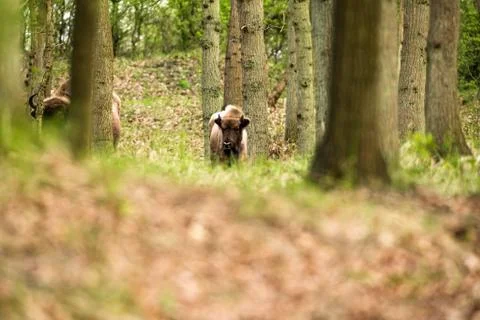 Bison calf standing in forest Stock Photos
