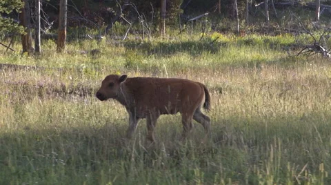 Bison Calf Walking Along Road Stock Footage 62815895