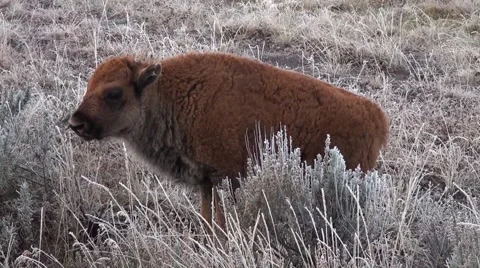 A bison calf in Yellowstone Stock Footage 68029722