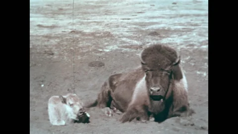 Bison in Canada 1937 Video stock 201306806