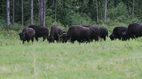 Bison Canada forest P HD 1350 Stock Footage 853471