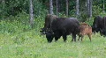 Bison Canadian forest P HD 1351 HD Footage