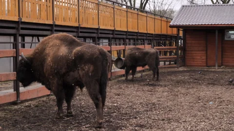Bison in captivity. Massive bison are shuffling from foot to foot Stock Footage 274881621