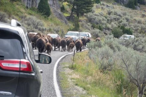 Bison in Car Traffic Stock Photos