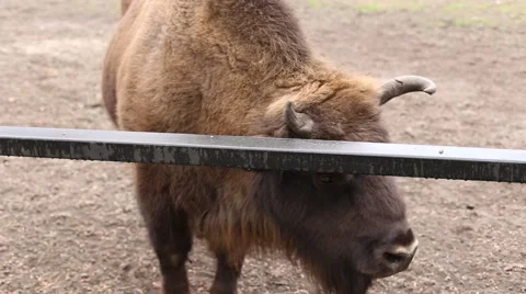 Bison on the catwalk Vídeo Stock 41657879