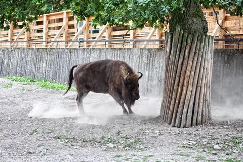 Bison charging Stock Photos