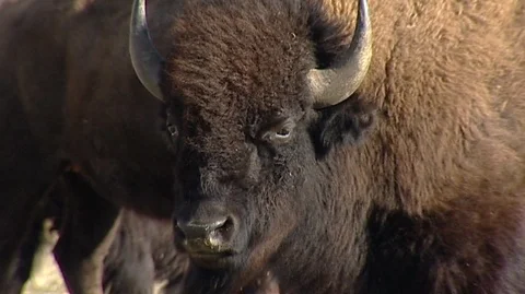 Bison Chewing in Corral Stock Footage 105929280