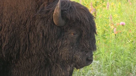 Bison chewing cud 1 動画素材 119437653