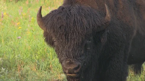 Bison chewing cud 5 스톡 동영상 119437671