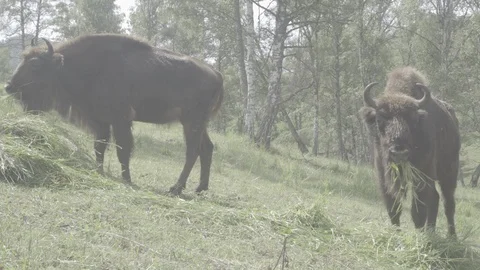 Bison chewing grass Stock Footage 93612140