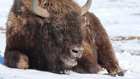 Bison chews with closed eyes Stock Footage 242728142