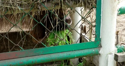 Bison chews grass Stock Footage 77781207