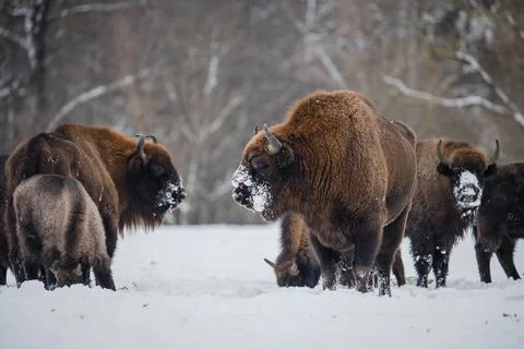 Bison with clean fur Stock Photos
