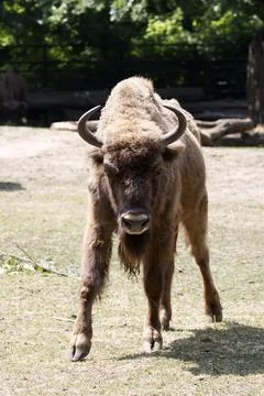 Bison in a clearing Stock Photos