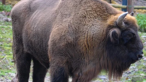 Bison- close up 4K Stock Footage 121930800