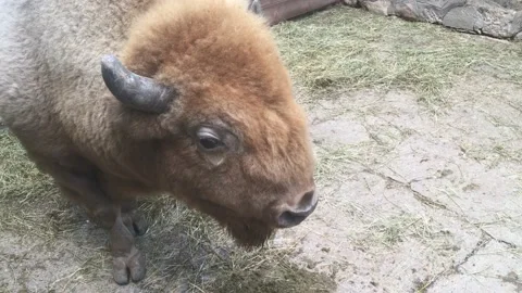Bison close up 4k video on the summer day Stock Footage 134476651