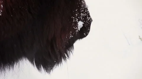 Bison Close Up Eating Yellowstone Stock Footage 42402424
